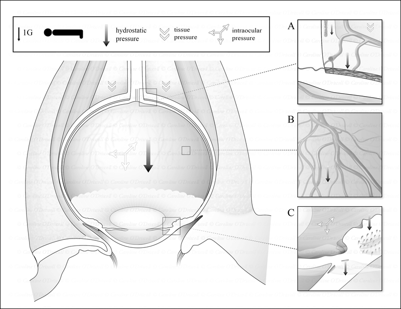 Eye Hydrostatic Pressures