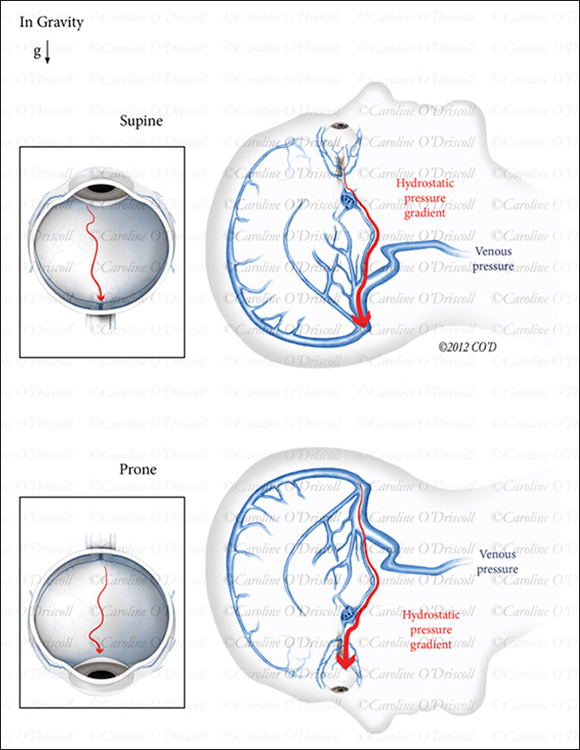 Hydrostatic Pressure Gradents